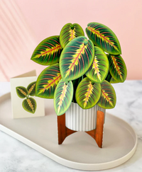 FRESH CARD PLANTS