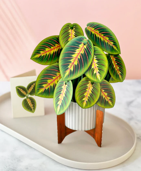 FRESH CARD PLANTS