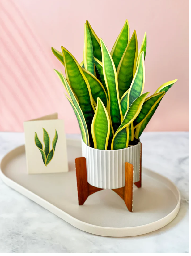 FRESH CARD PLANTS