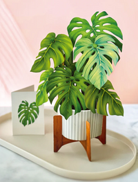 FRESH CARD PLANTS