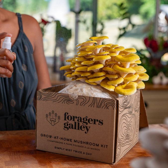 MUSHROOM GROWING KIT